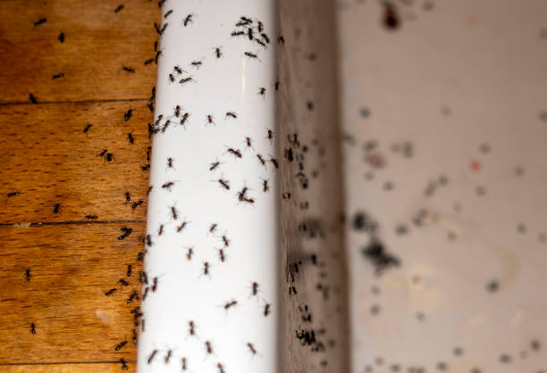 Best Pest Control for Businesses  in Normal, IL